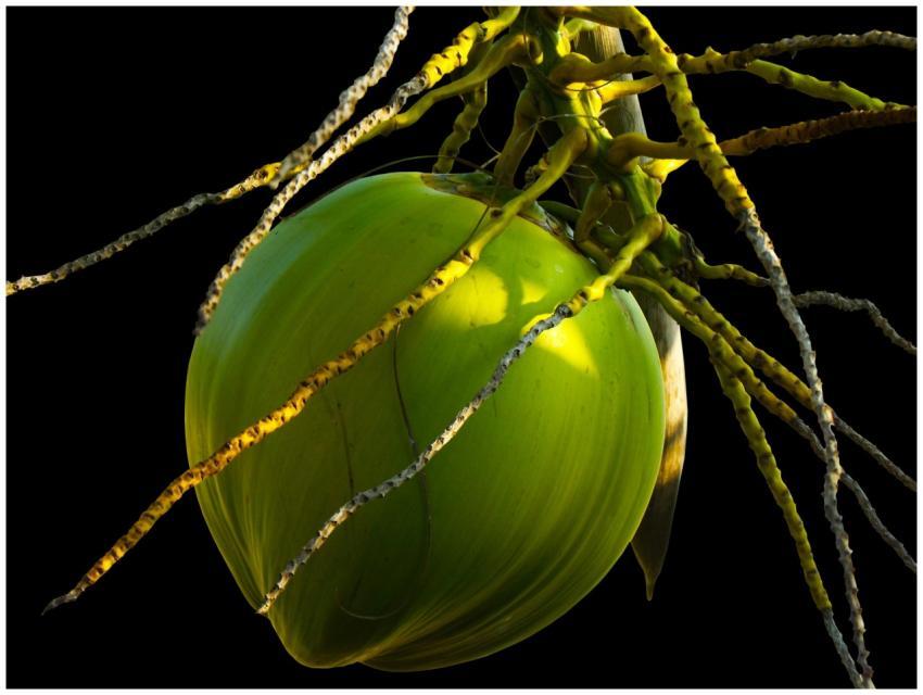 Detailed shot of a green coconut hanging from a pa