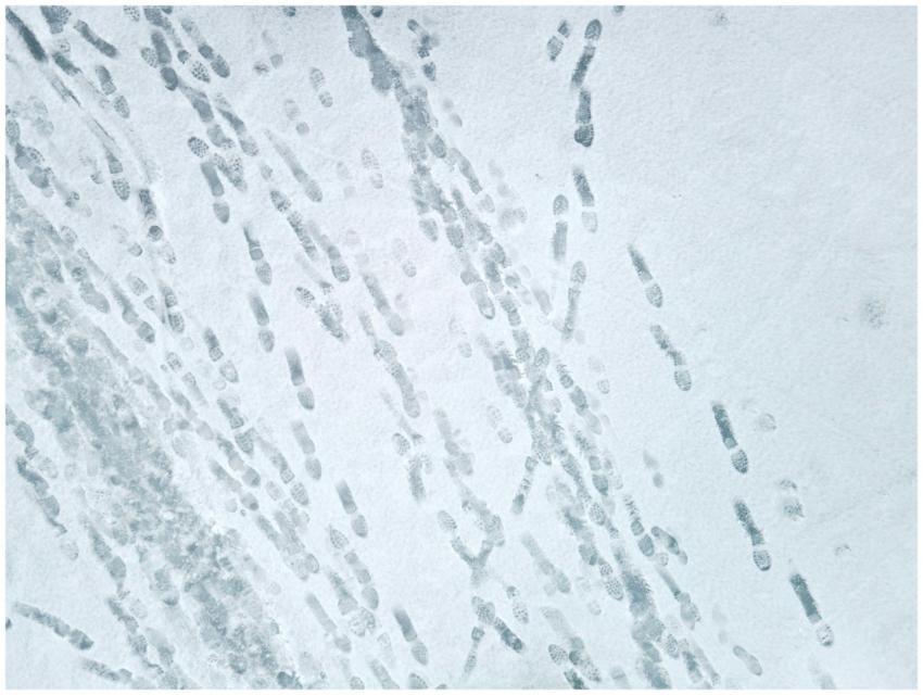 An aerial shot showing multiple footprints on a sn