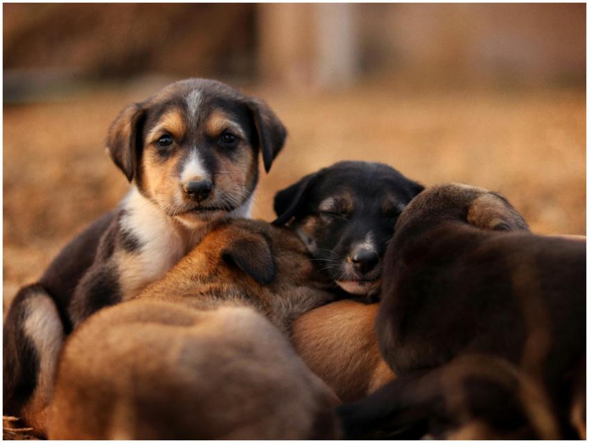 Adorable Puppies Cuddled Together