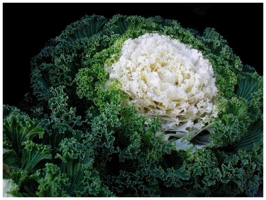 Vibrant green and white ornamental kale with intri