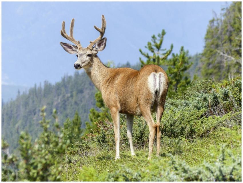 A wild buck with antlers stands gracefully in a lu