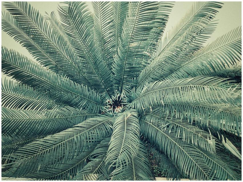 Captivating close-up of tropical palm fronds creat