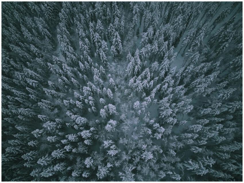 Stunning aerial shot of a snow-covered forest in F