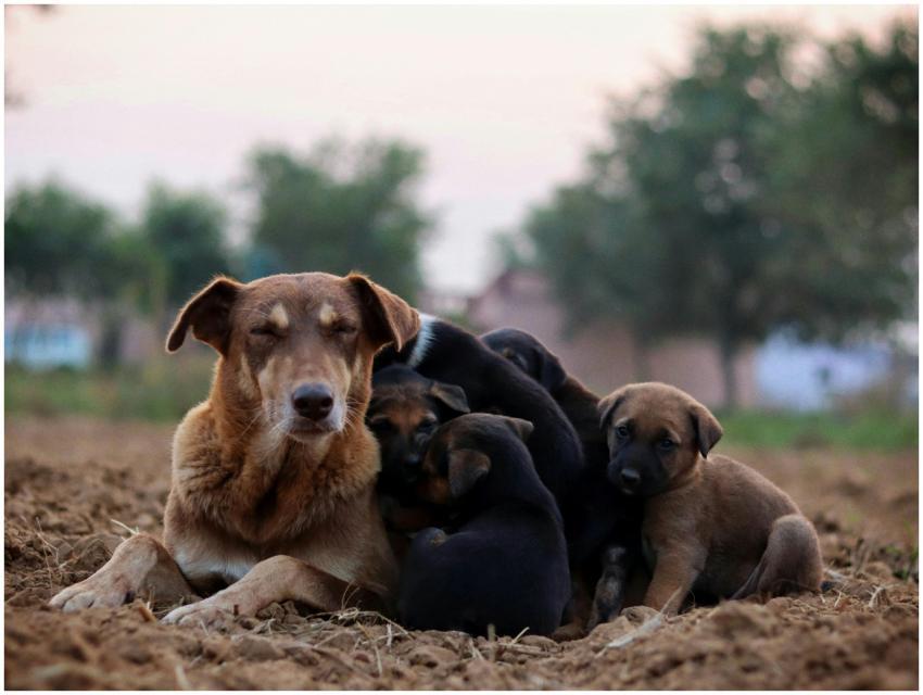 Adorable Puppies Cuddling Mother