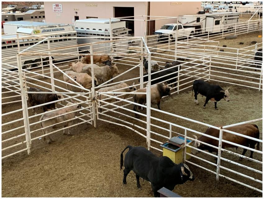 Cattle gathered in a corral at Cody, Wyoming rodeo