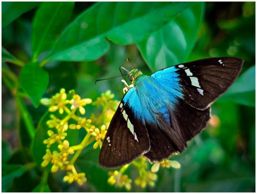 Close-up of a striking blue butterfly on lush gree