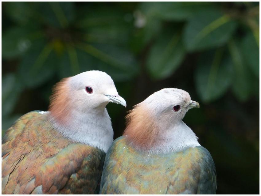 A close-up image of two exotic pigeons with colorf