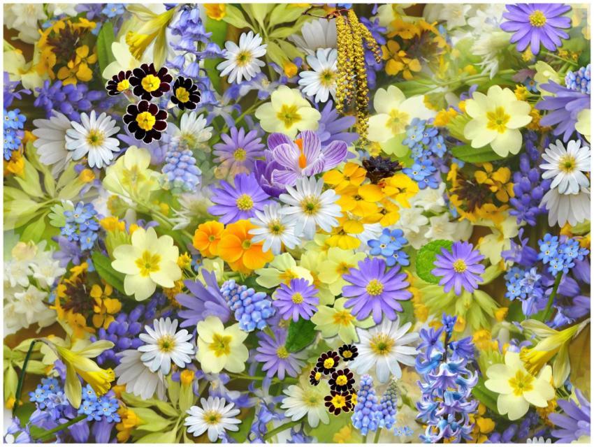 A colorful assortment of spring flowers, showcasin