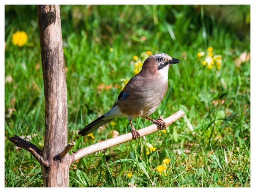 Jay Bird Wild Bird Bird Watching
