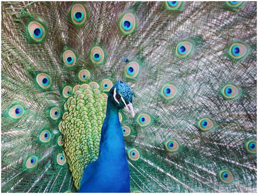 Close-up of a majestic peacock showcasing its vibr