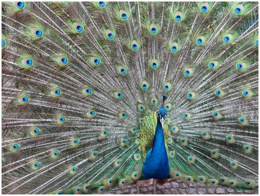 A majestic peacock showcasing its vibrant feather