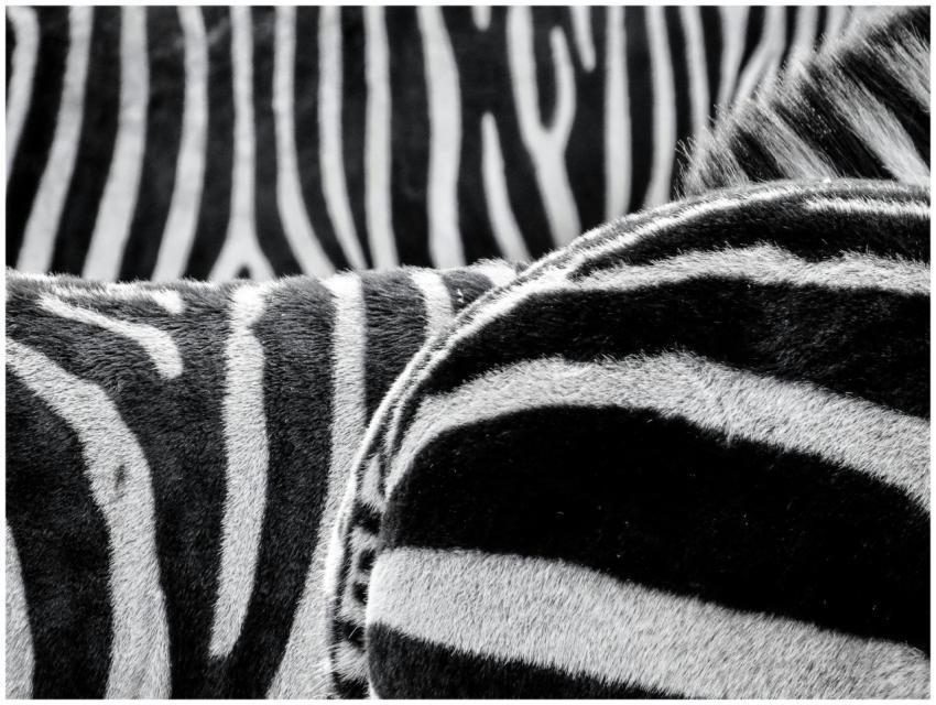 Artistic black and white close-up of zebra stripes