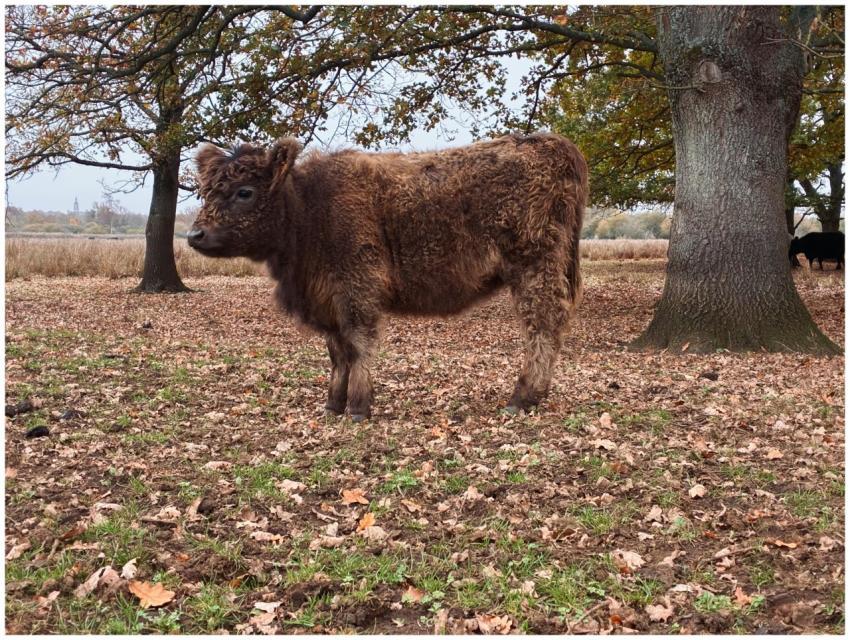 Young Highland Cattle Autumn