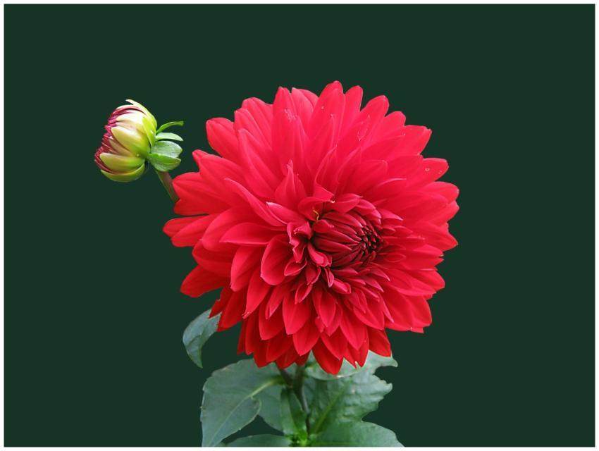 A stunning red dahlia in full bloom with green fol