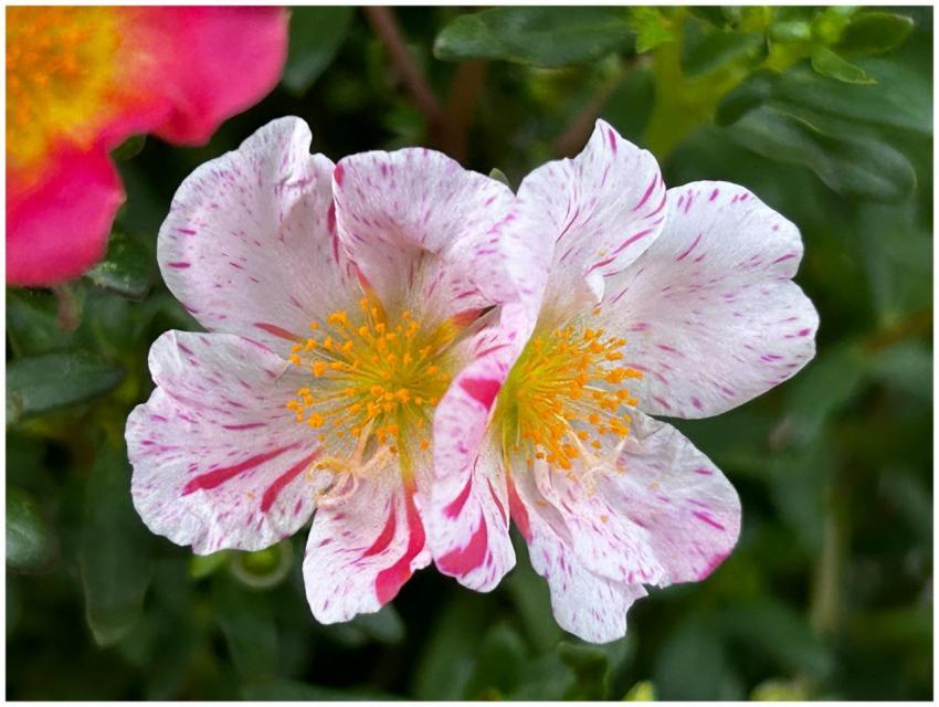 Free stock photo of white and pink flowers