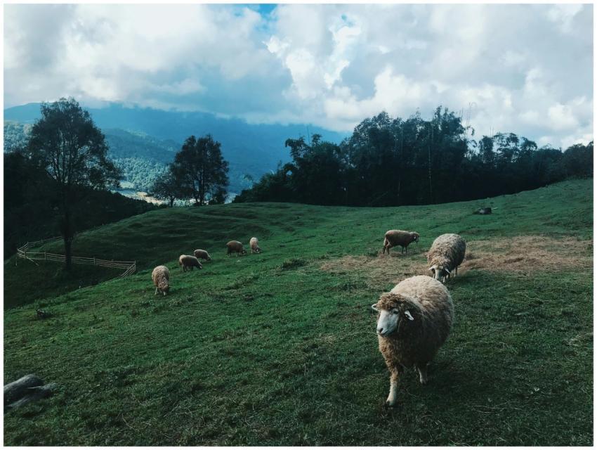 Serene landscape of sheep grazing in Ban Luang, Ch