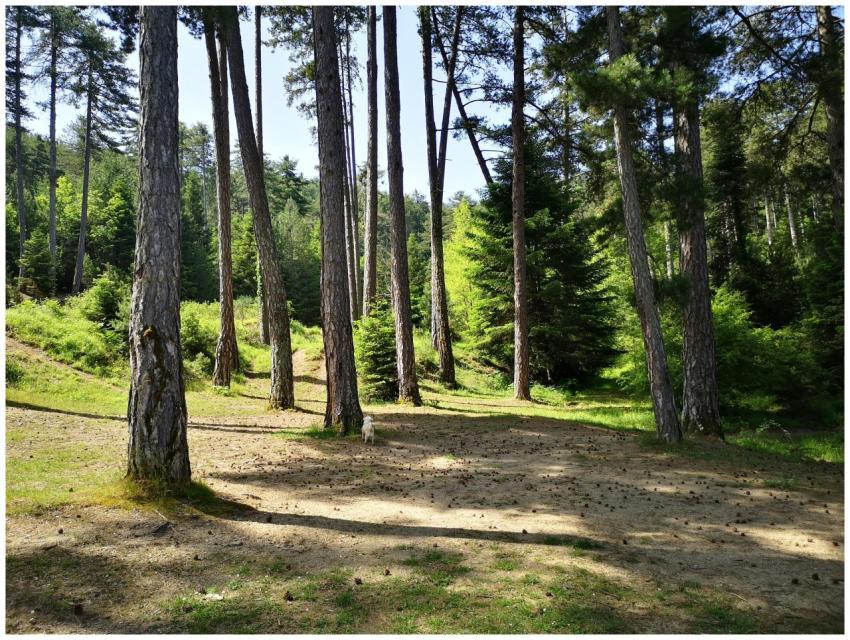 Sunlit forest with tall trees and lush greenery, c
