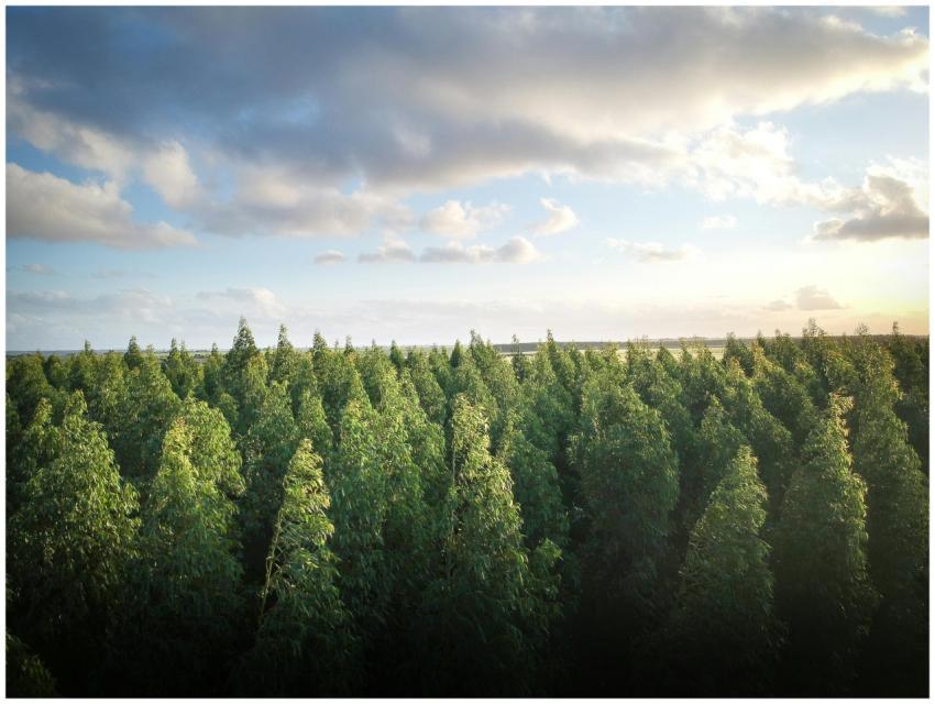 Aerial view of a dense eucalyptus forest under a b