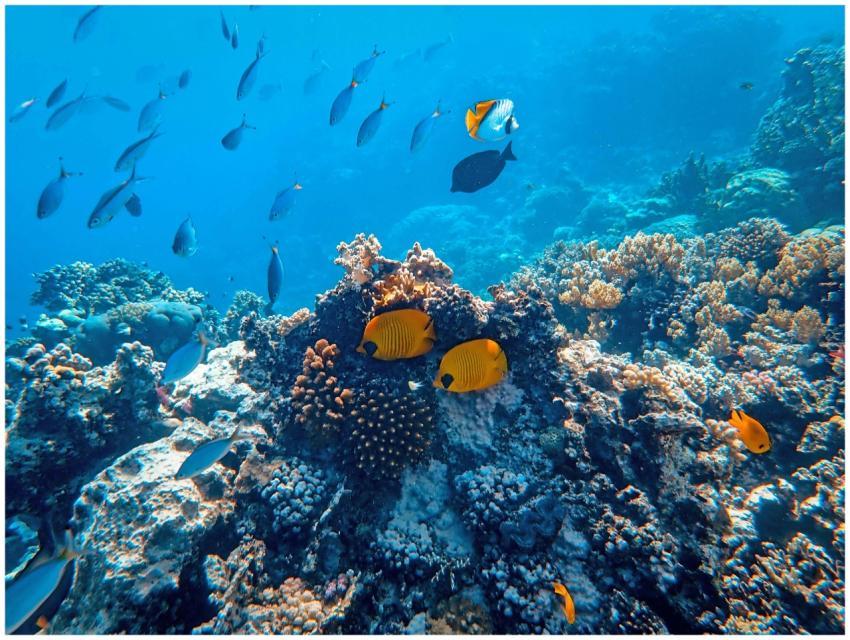 Colorful coral reef teeming with tropical fish und