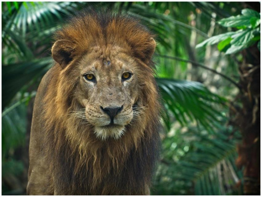 Close-up of a regal lion with a majestic mane amid