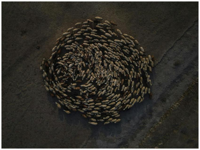 Aerial shot of a sheep flock spiraling on a barren