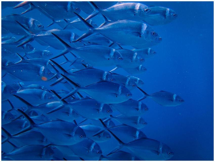 Captivating underwater shot of a school of fish sh