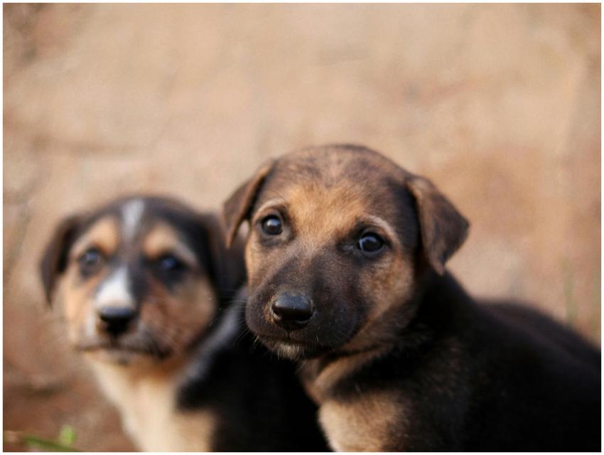 Close Up Portrait Two