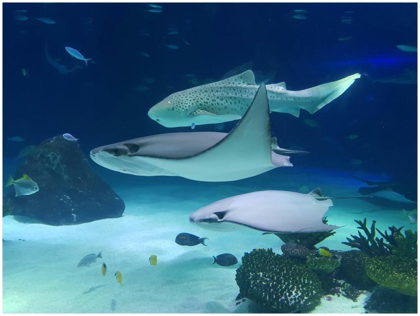 A captivating view of zebra shark and stingrays sw