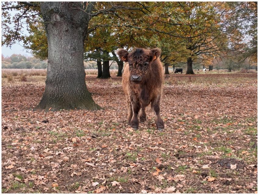 Highland Cow Autumn Woodland