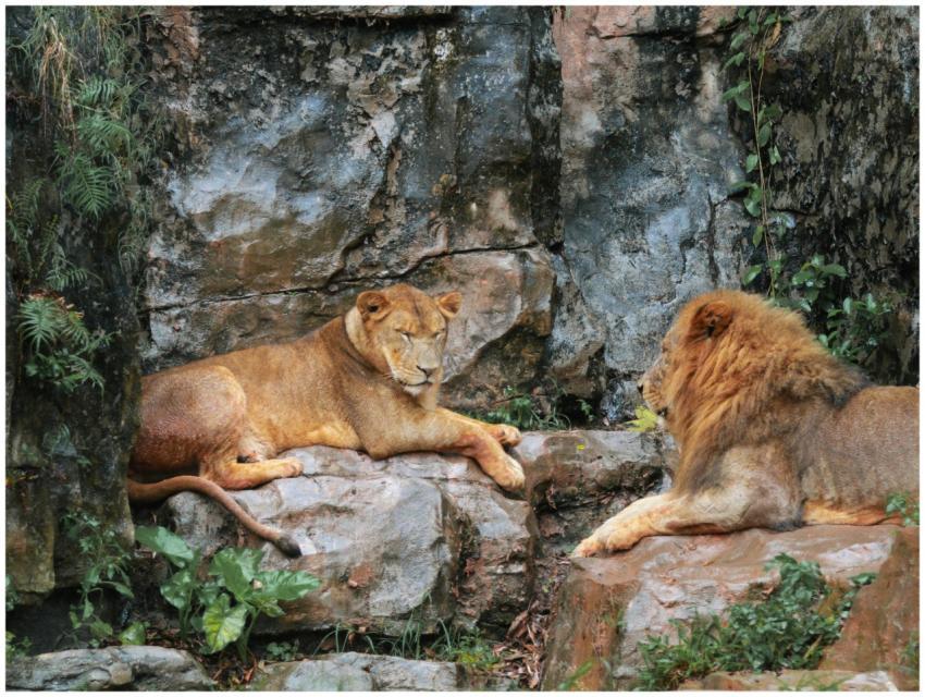 Lion and lioness relaxing on rocky terrain, showca