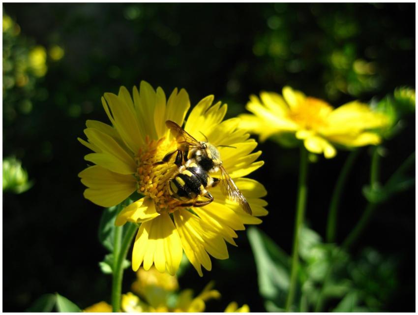 Close-up of a honeybee pollinating vibrant yellow