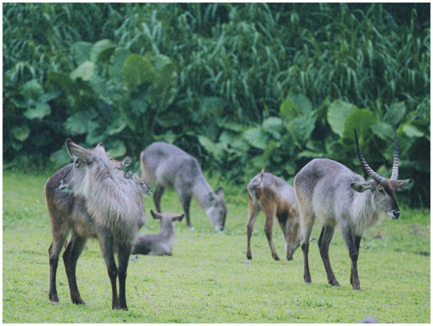 A group of waterbucks grazing in a lush, green gra
