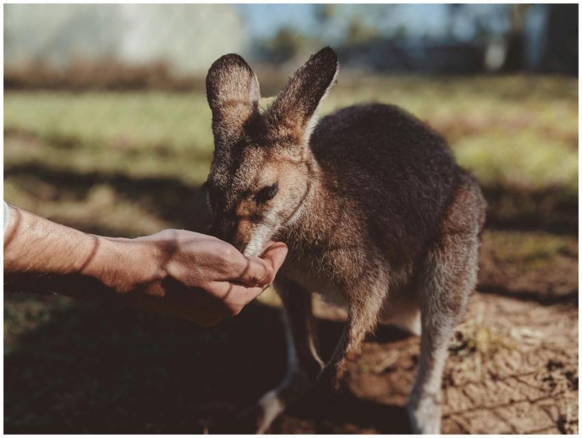 A close-up of a wallaby eating from a person's han