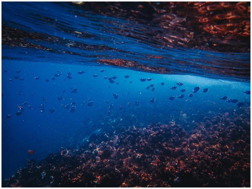 Explore a vibrant underwater scene featuring coral