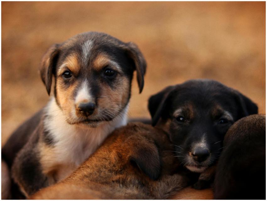 Adorable Puppies Snuggling Together