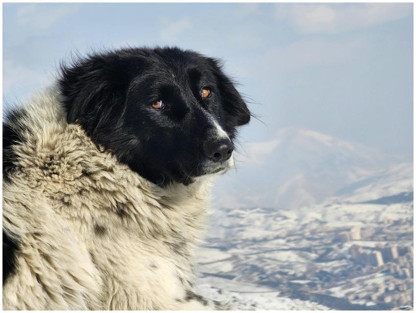 A black and white dog gazes over a snowy landscape