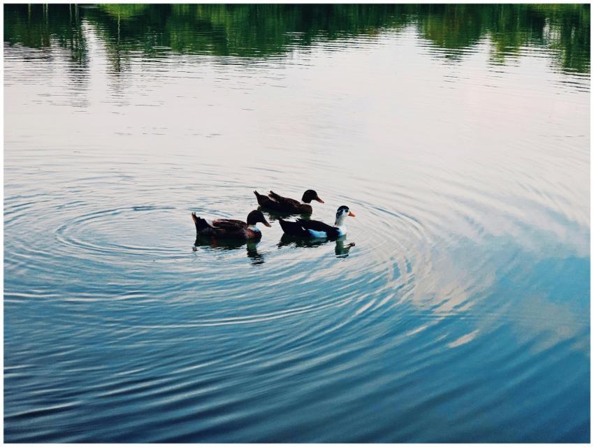 Three ducks gracefully swim in calm lake waters, c