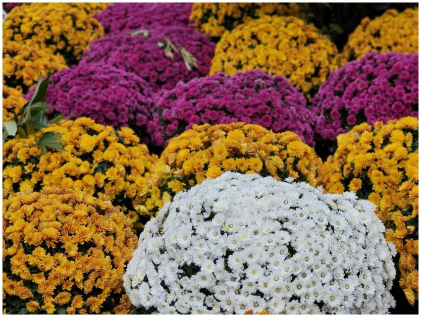Vibrant Chrysanthemums Full Bloom