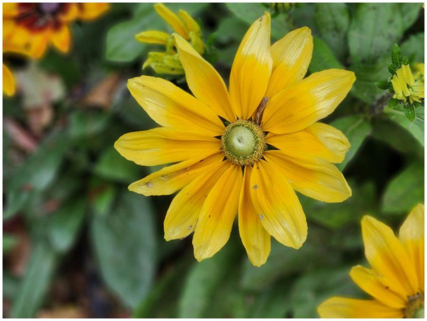 Vivid Yellow Black Eyed