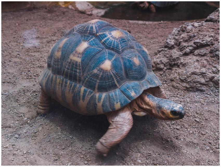 Detailed close-up of a radiated tortoise in a zoo