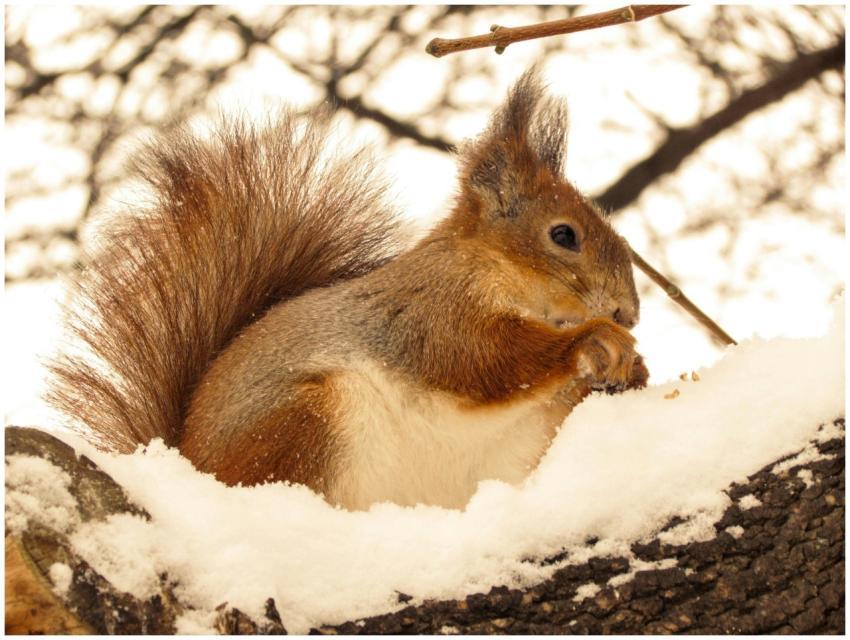 A squirrel perched on a snowy branch in Kremenchuk