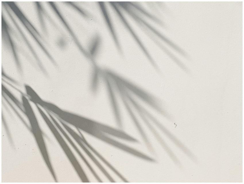 Soft shadows of palm leaves on a minimalistic whit