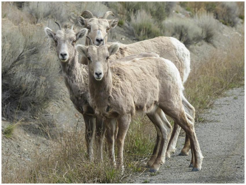 Three bighorn sheep standing on a rural road surro