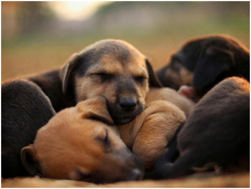 Adorable Sleepy Puppies Cuddling