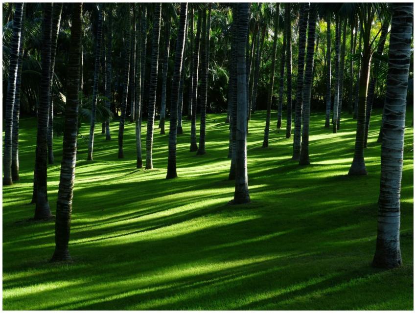 Tranquil coconut palm grove casting gentle shadows