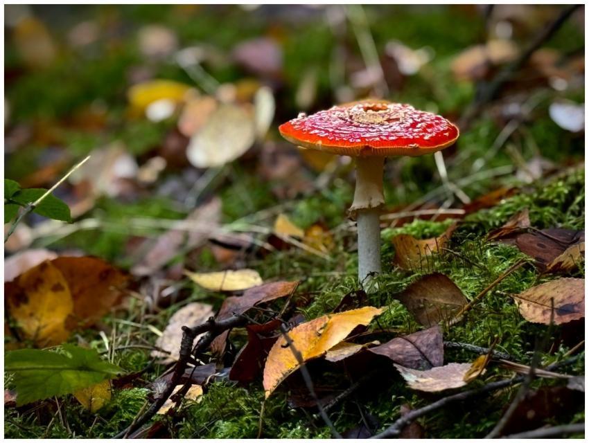 A captivating Fly Agaric mushroom in a Polish fore