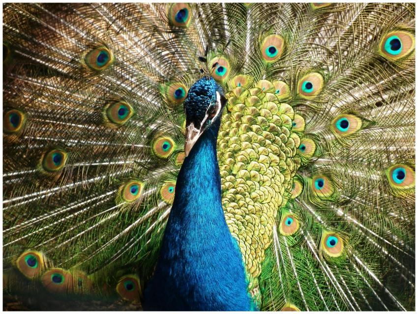 Close-up of a peacock showing its colorful and vib