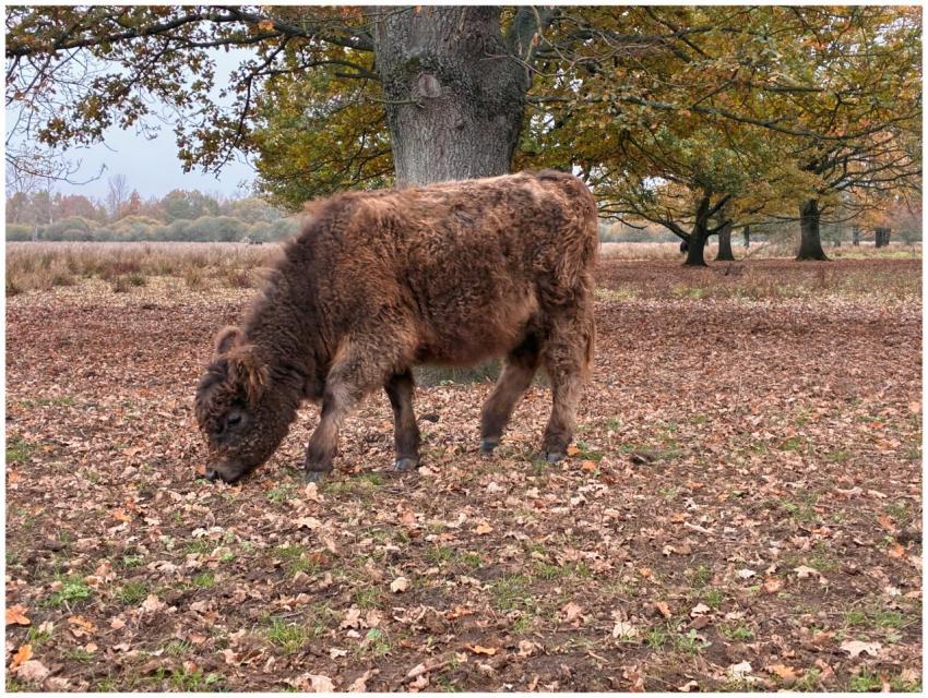 European Bison Grazing Autumn