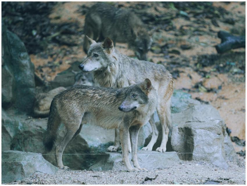 A pack of grey wolves (Canis lupus) in a natural f