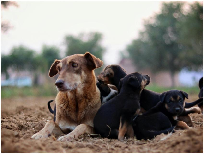 Outdoor Scene Dog Playful
